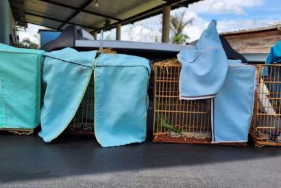 Ipaam e Batalho Ambiental da PM autuam trs pessoas por passarinhar ilegalmente em Iranduba