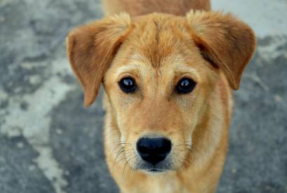 Novo projeto do MP, CoMPet a Todos foca na proteo de animais comunitrios