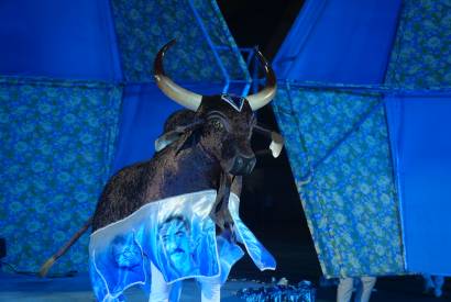 Boi Brilhante  campeo do 67 Festival Folclrico do Amazonas com 339,3 pontos 