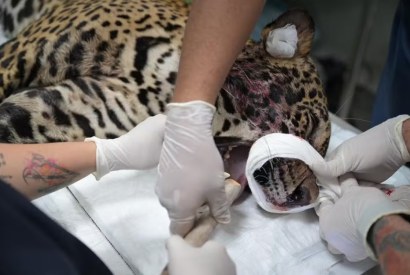 O que se sabe sobre a ona resgatada no Rio Negro com ferimento de tiro na cabea