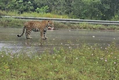Ataque de on�a deixa moradores em alerta em Iranduba