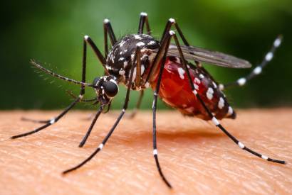 Per�odo chuvoso reacende alerta para o avan�o da dengue