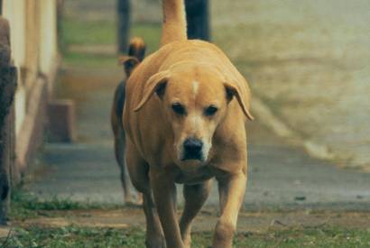 Em Manicor�, MPAM fiscaliza a��es de prote��o aos direitos dos animais comunit�rios e abandonados 
