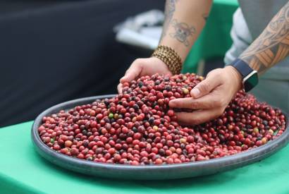 Projeto apoiado pela Eneva fortalece renda de produtores com segunda colheita de caf� robusta no Amazonas
