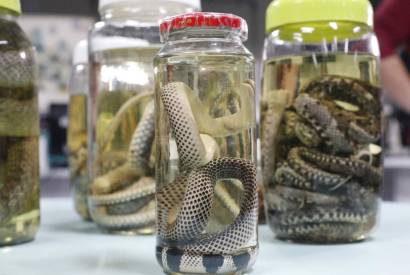 Serpentes, escorpies e aranhas lideram acidentes com animais peonhentos no Amazonas