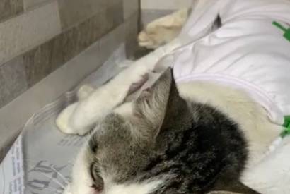 Orfanato de Gatos incrementa campanha Salve Lily A gatinha de rua est com cncer em todas as mamas, mas com chances de sobrevivncia