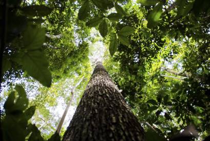 Brasil, Indonsia e Congo unem-se para preservar florestas tropicais
