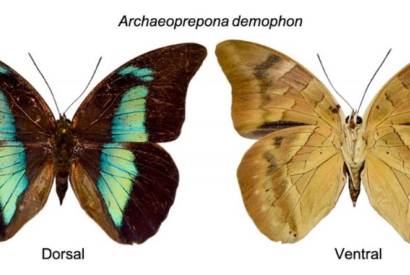Guia digital para melhorar aprendizado sobre fauna de borboletas