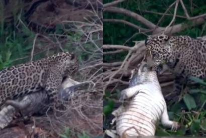 Fotgrafo segue ona e se depara com banquete felino