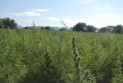 Cannabis medicinal: conhea histrias de quem luta para ter o remdio