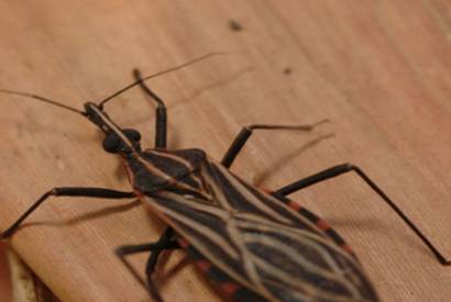 Variante gentica protege indgena da Amaznia contra doena de Chagas
