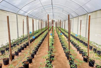 Pesquisa apoiada pelo Governo do AM aplica sistema tecnolgico no cultivo de hortalias e tomates
