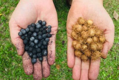 Biocarvo  alternativa sustentvel para fertilidade de solos amaznicos, aponta pesquisa