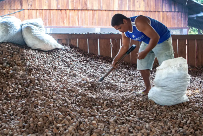 Embrapa: castanha impulsiona desenvolvimento sustentvel na Amaznia