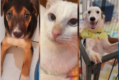 Super mercado de Manaus realiza Arraial Pet neste sbado