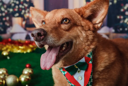 Animais domsticos tero direito a RG com cadastro nacional