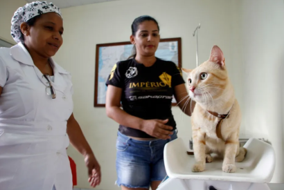 Agendamentos para castrao de ces e gatos no CCZ de Manaus comeam nesta segunda-feira