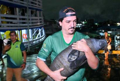 Ipaam e Semadetur encaminham filhote de peixe-boi resgatado em Nova Olinda do Norte para o Inpa