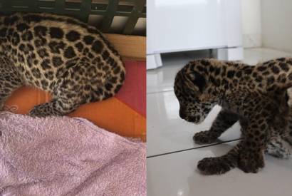 Filhotes de ona-pintada so resgatados em comunidade ribeirinha no AM