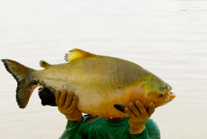 Pesca do tambaqui  liberada no Amazonas aps fim do perodo de defeso