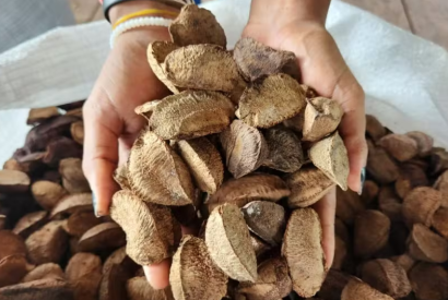 Castanha-do-par pode virar castanha-da-amaznia? Entenda o projeto de lei aprovado no AM e possveis impactos
