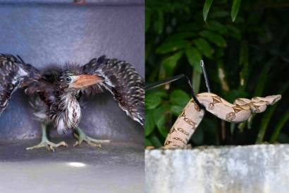 Ipaam resgata filhote de soc-boi e jiboia em bairros da zona leste de Manaus
