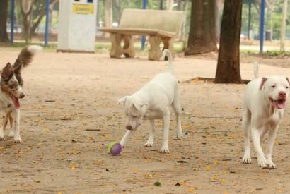 Saiba como funciona o SinPatinhas, novo RG Animal para ces e gatos