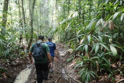 Perodo do Defeso Florestal chega ao fim nesta quinta-feira  no Amazonas 